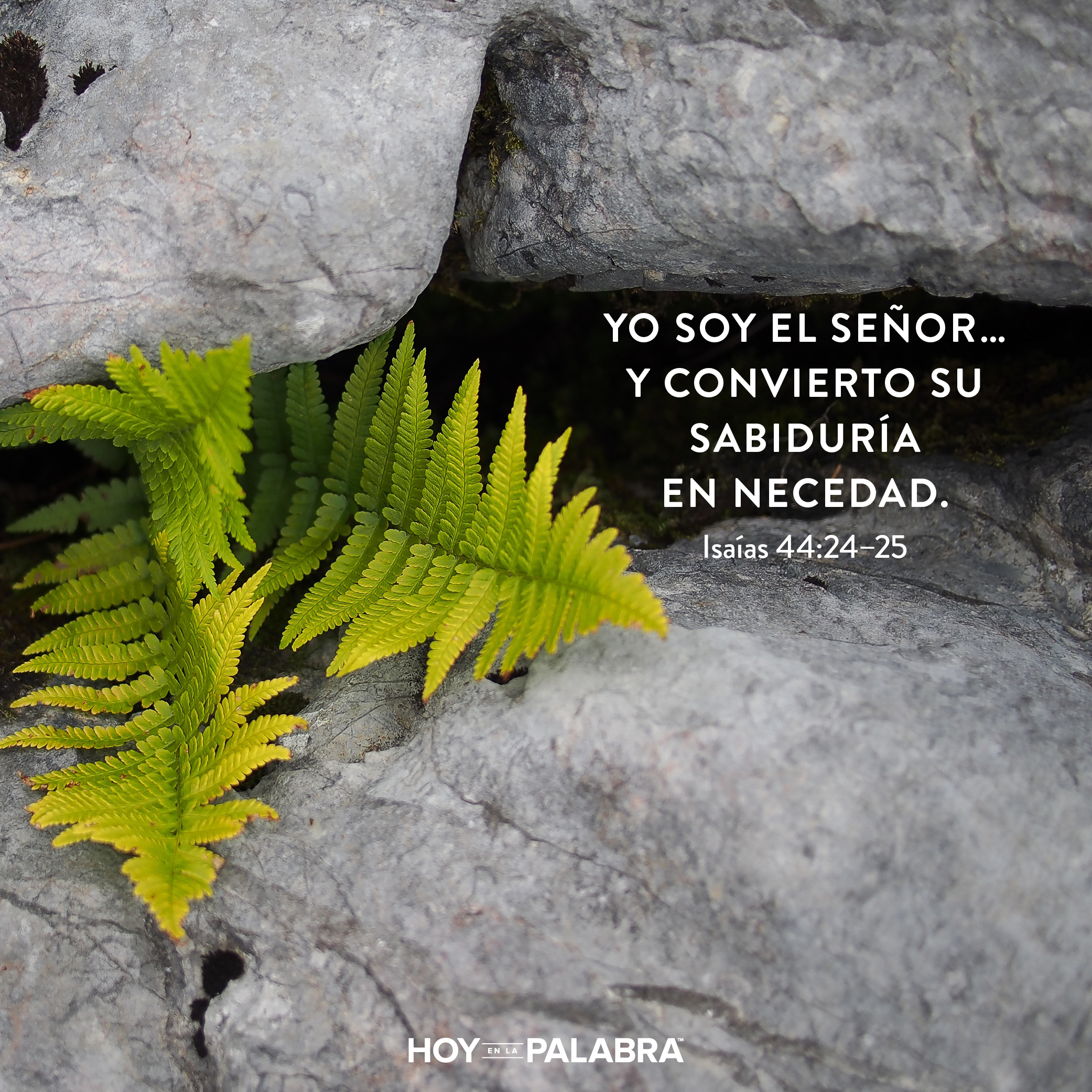 Conocimiento humano y sabiduría divina