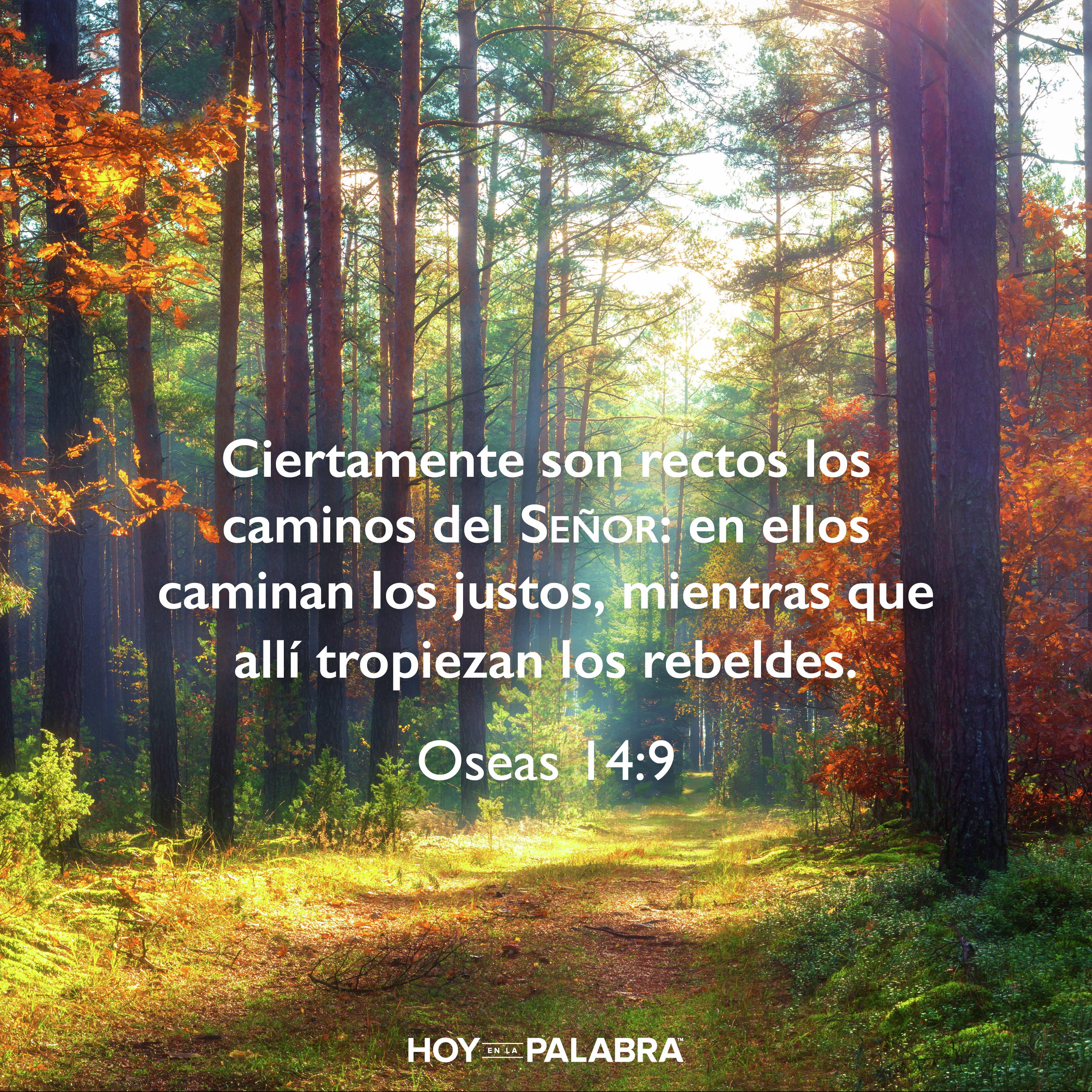 EL TAMBALEO DE LA CRISIS