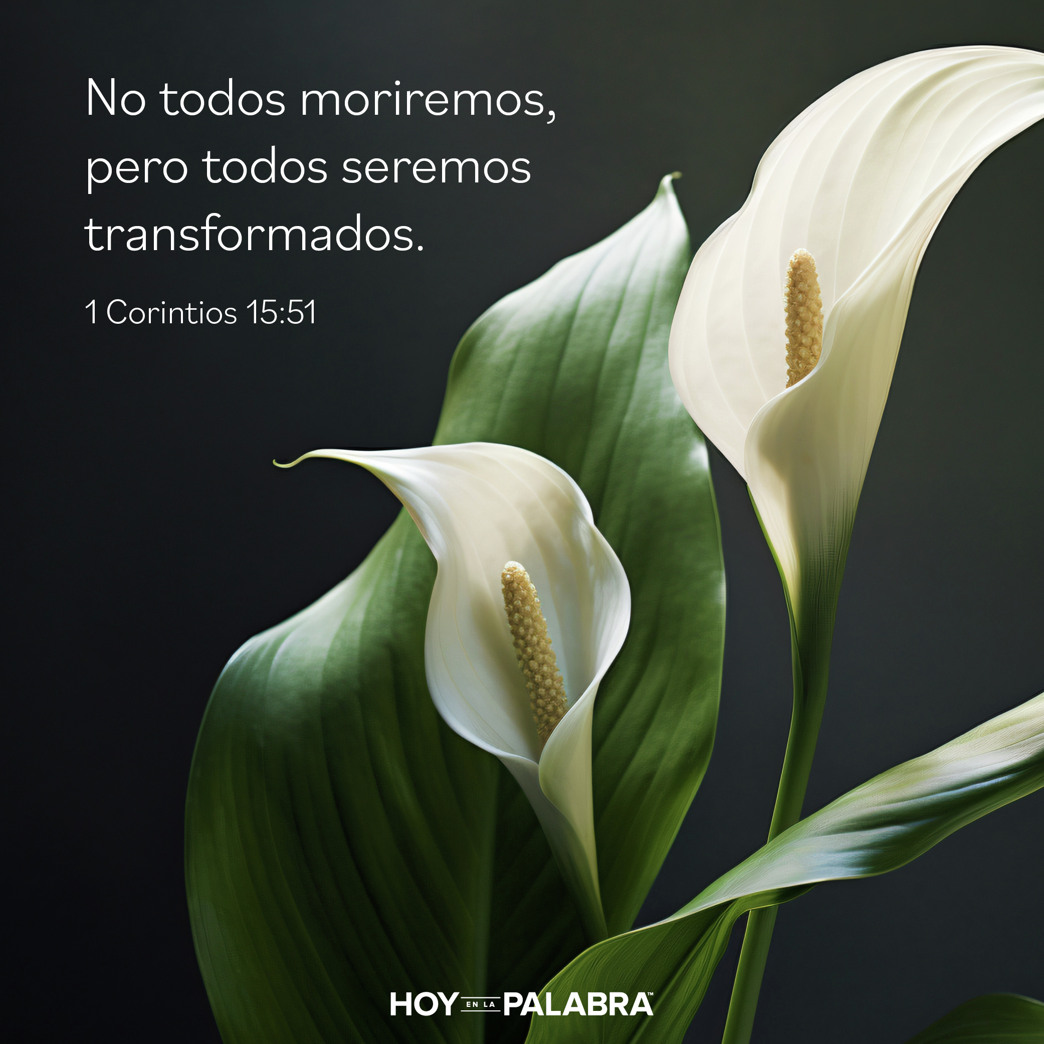 TRANSFORMADOS POR LA RESURRECCIÓN