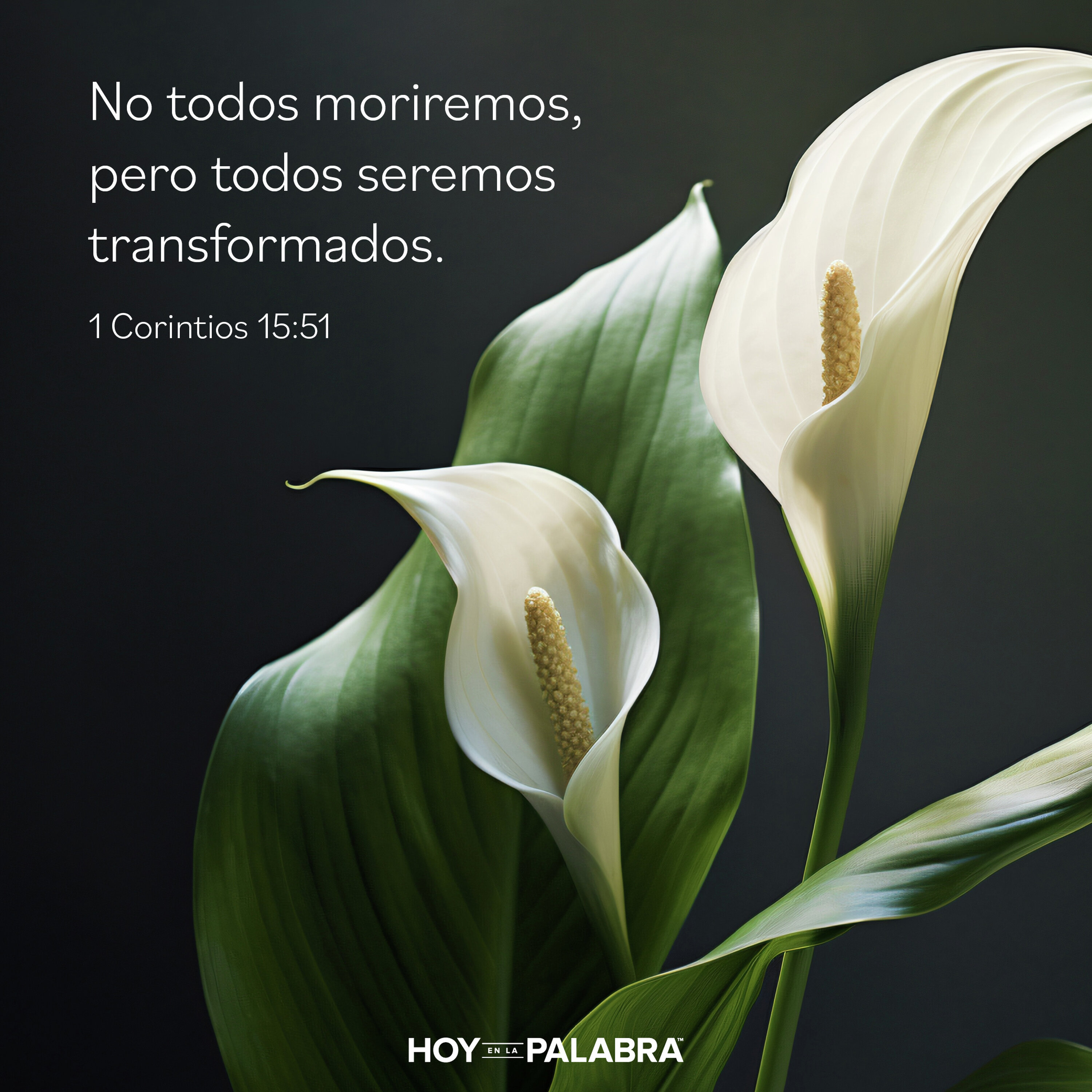 TRANSFORMADOS POR LA RESURRECCIÓN