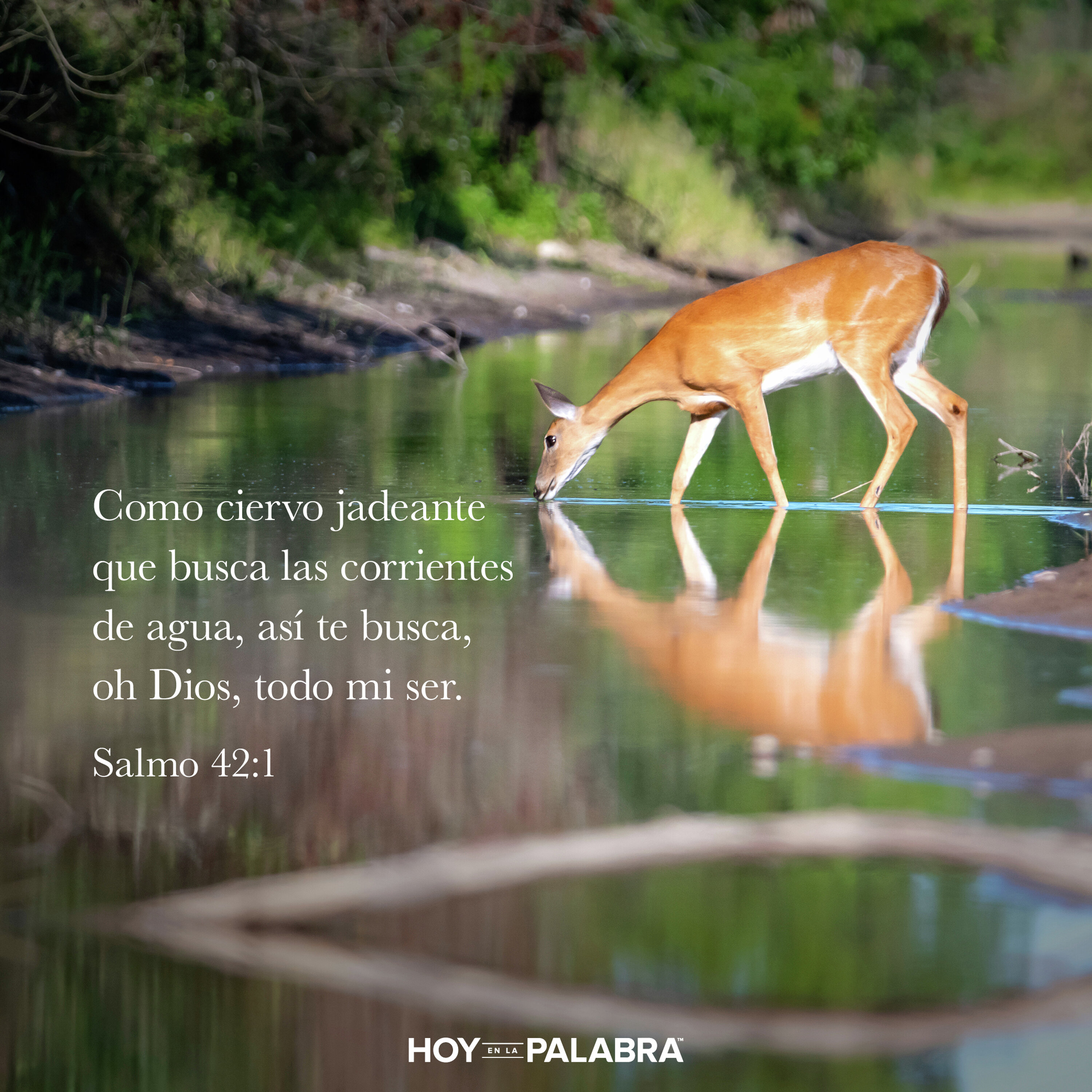 EL CIERVO JADEANTE