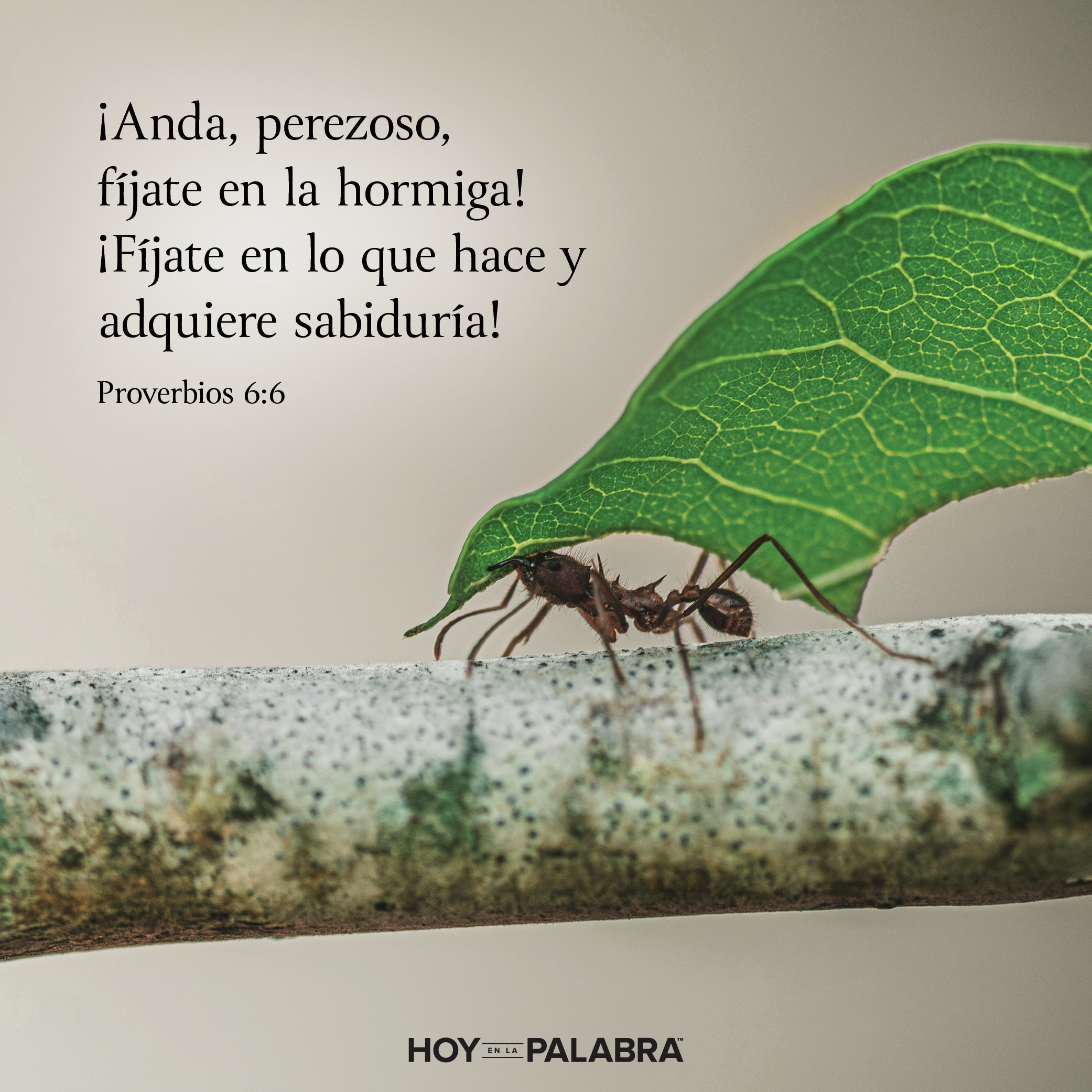 FÍJATE EN LA HORMIGA