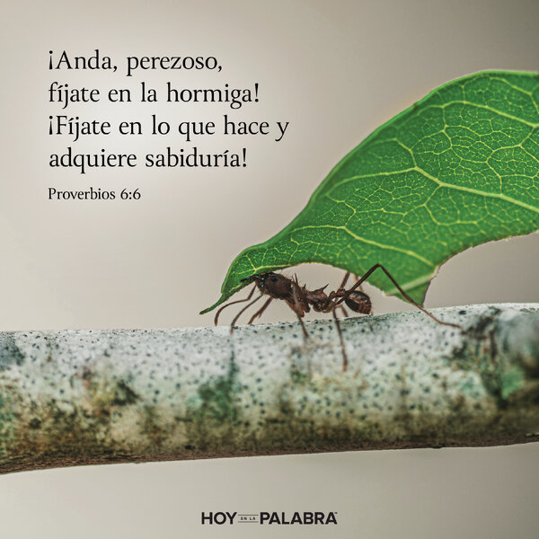 FÍJATE EN LA HORMIGA