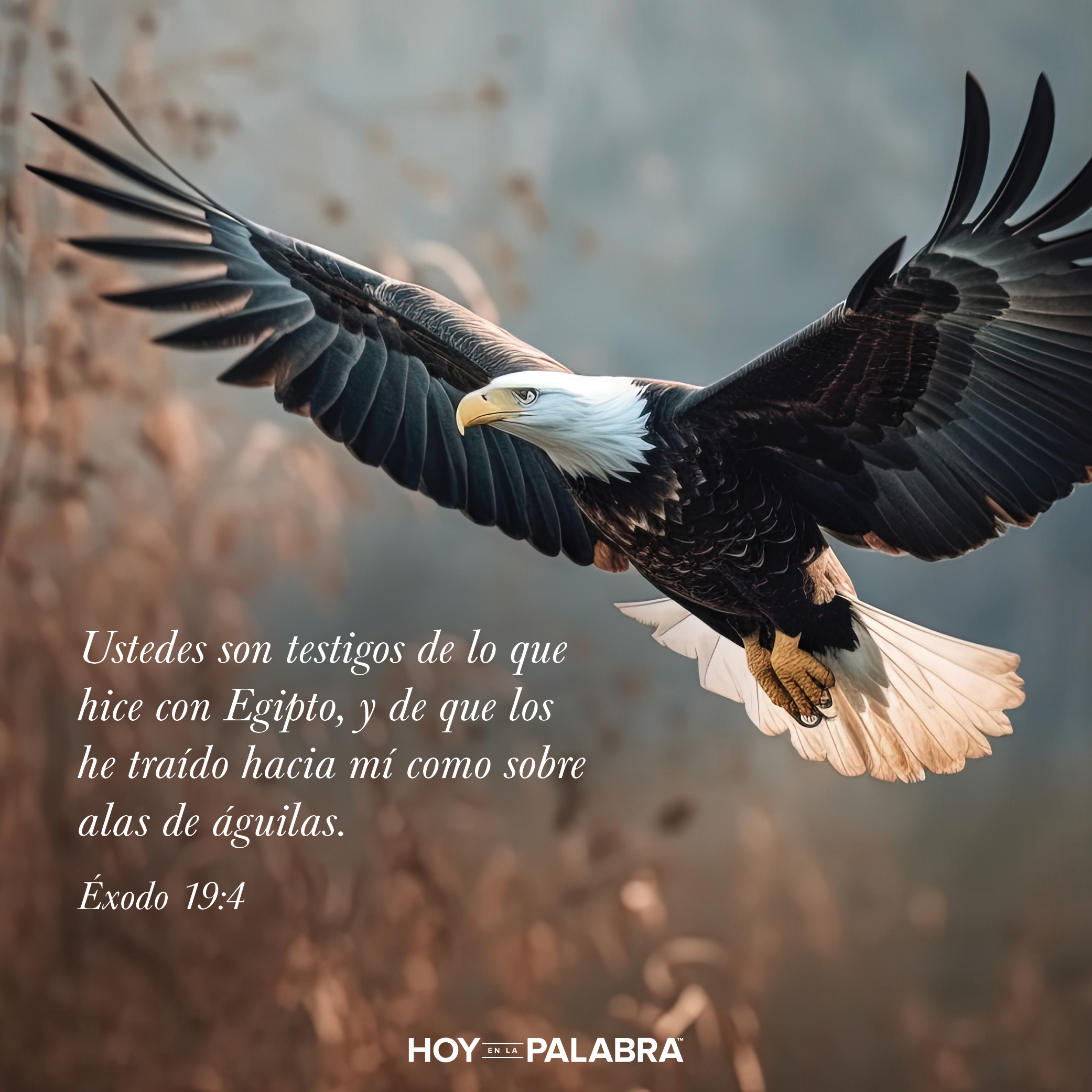 Águila