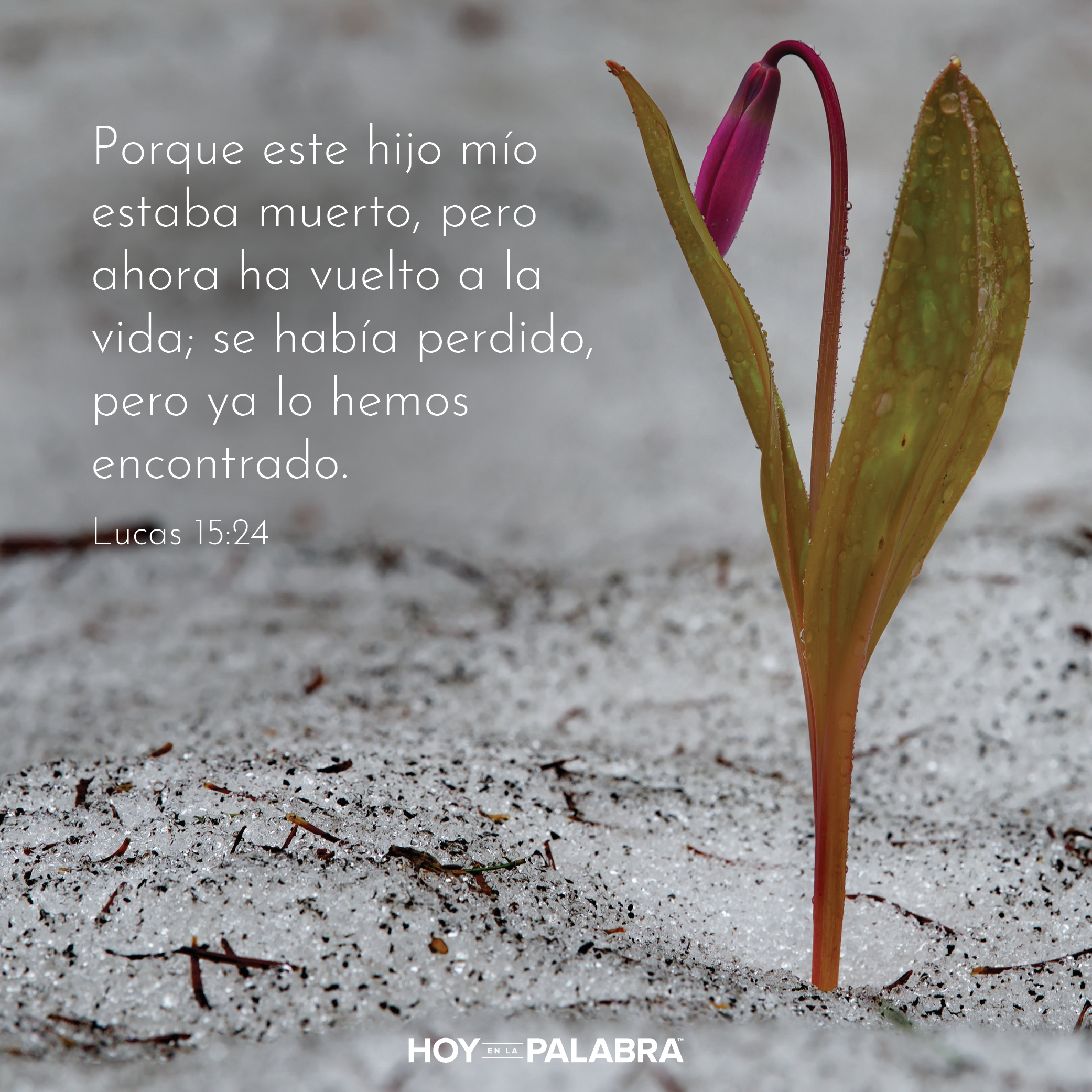 El Padre que perdona