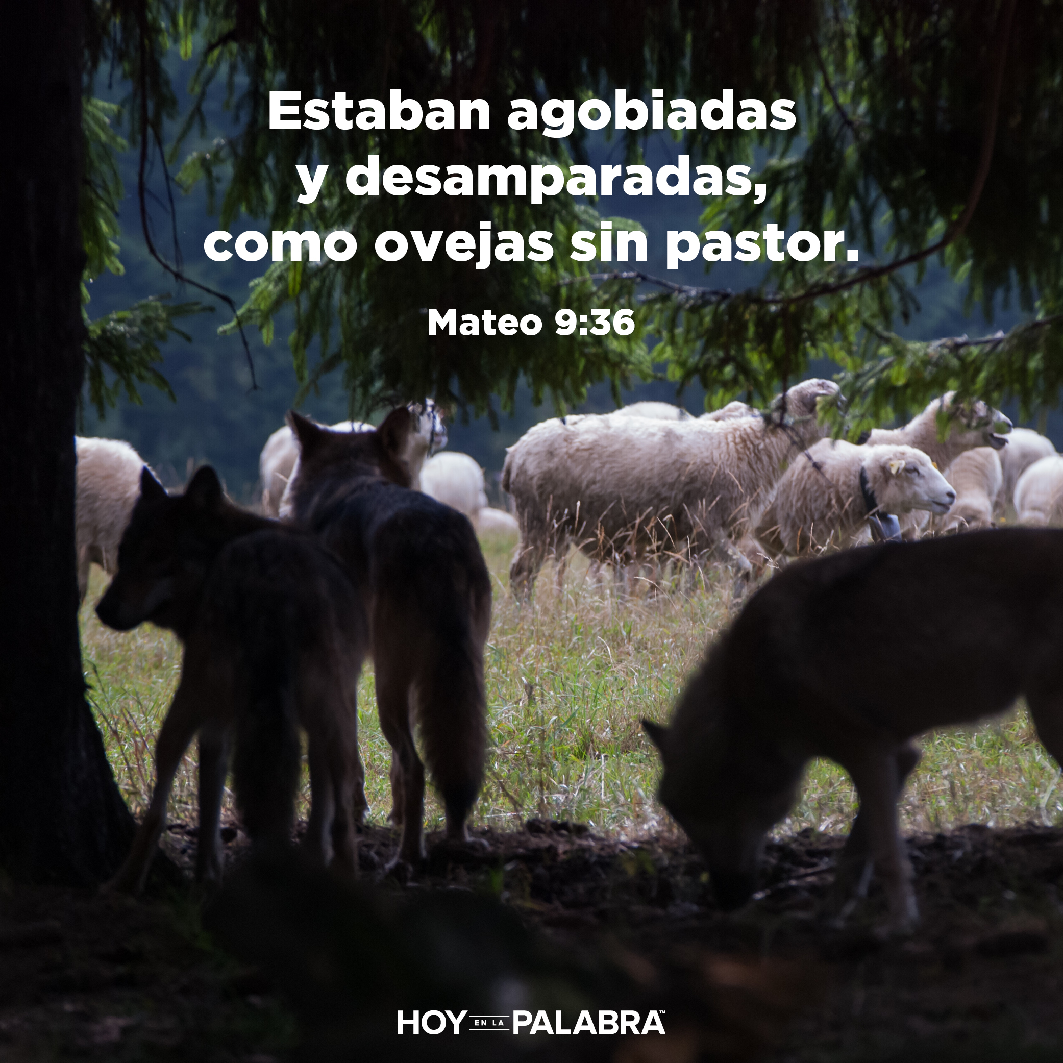Ovejas sin pastor