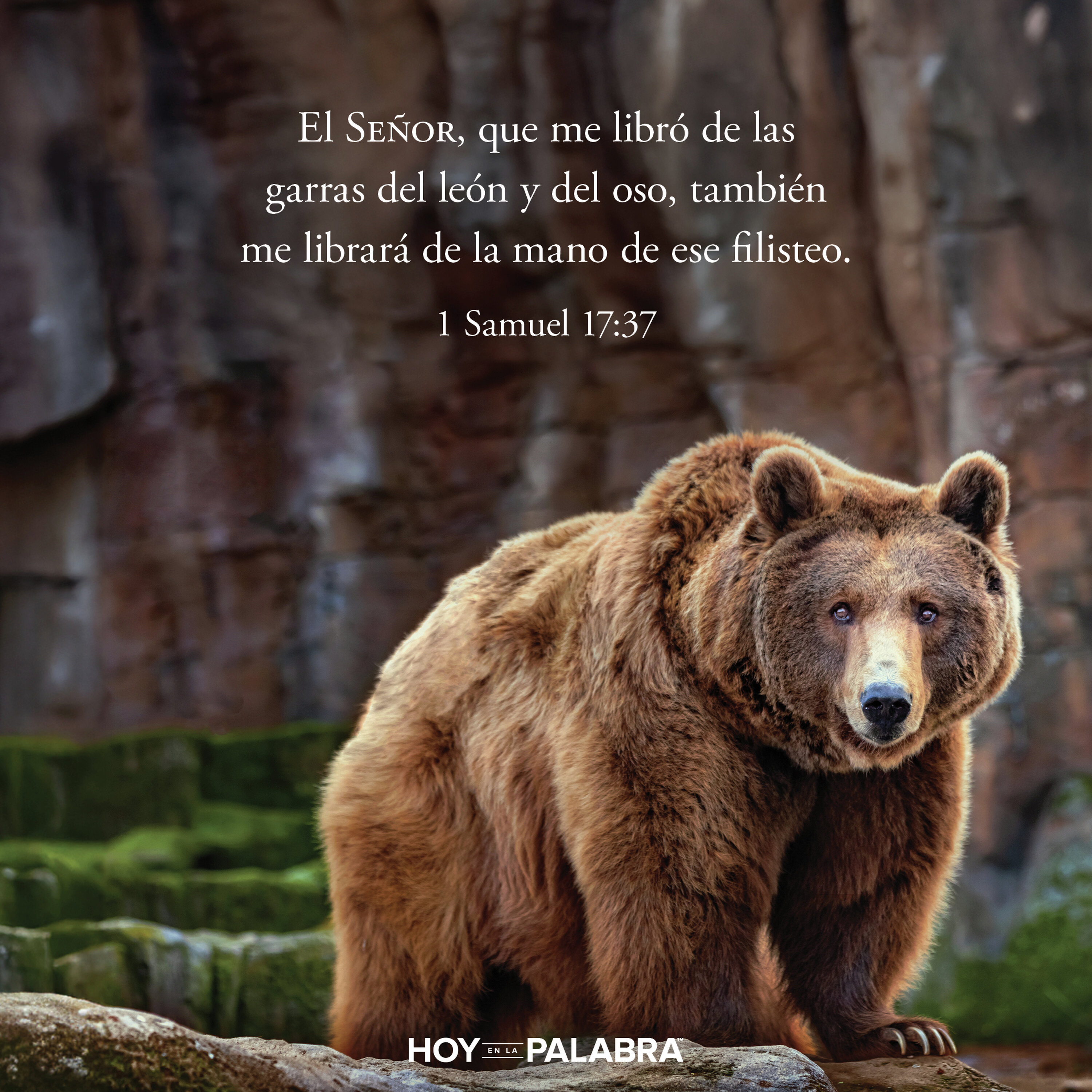 LEONES Y OSOS