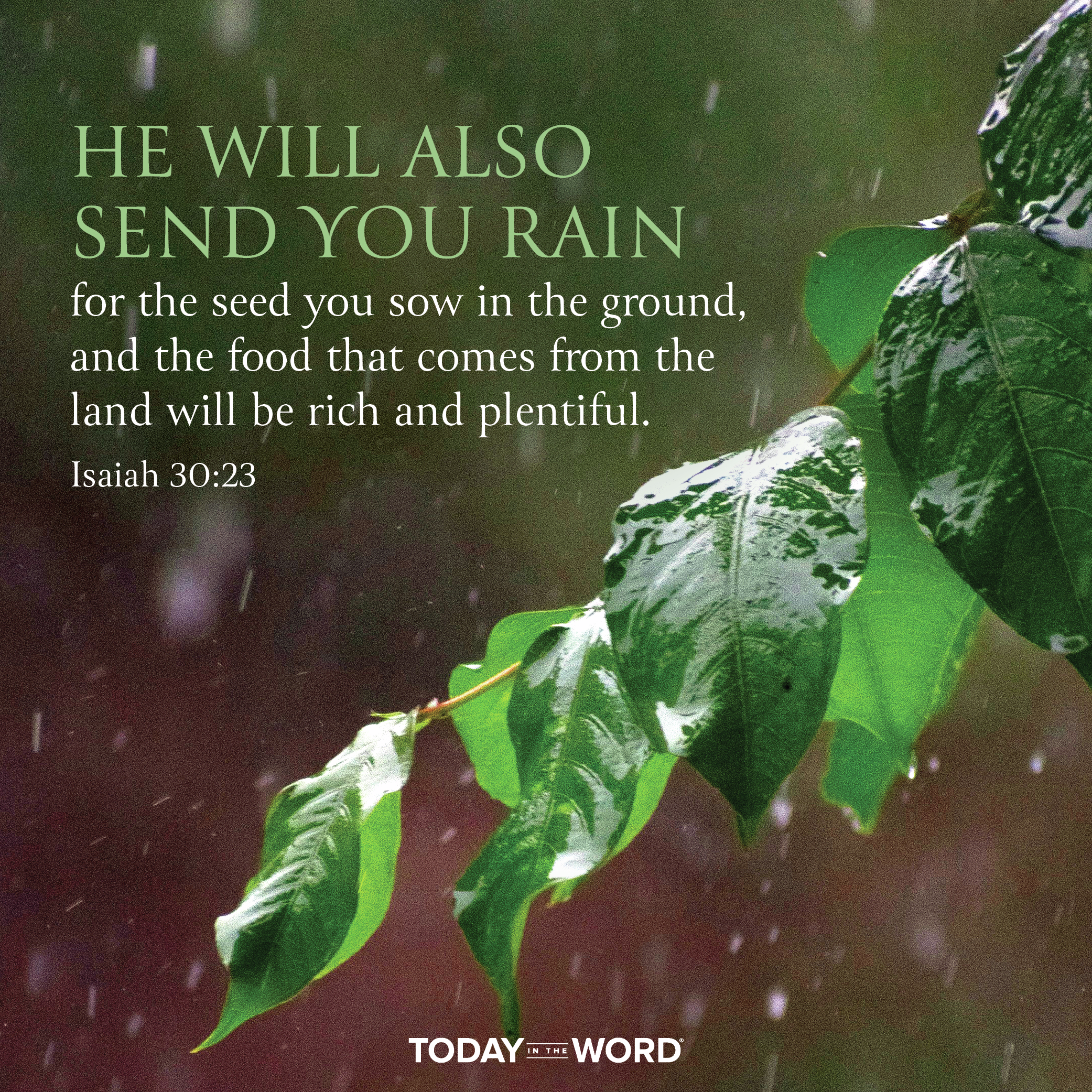 Restored Harvest