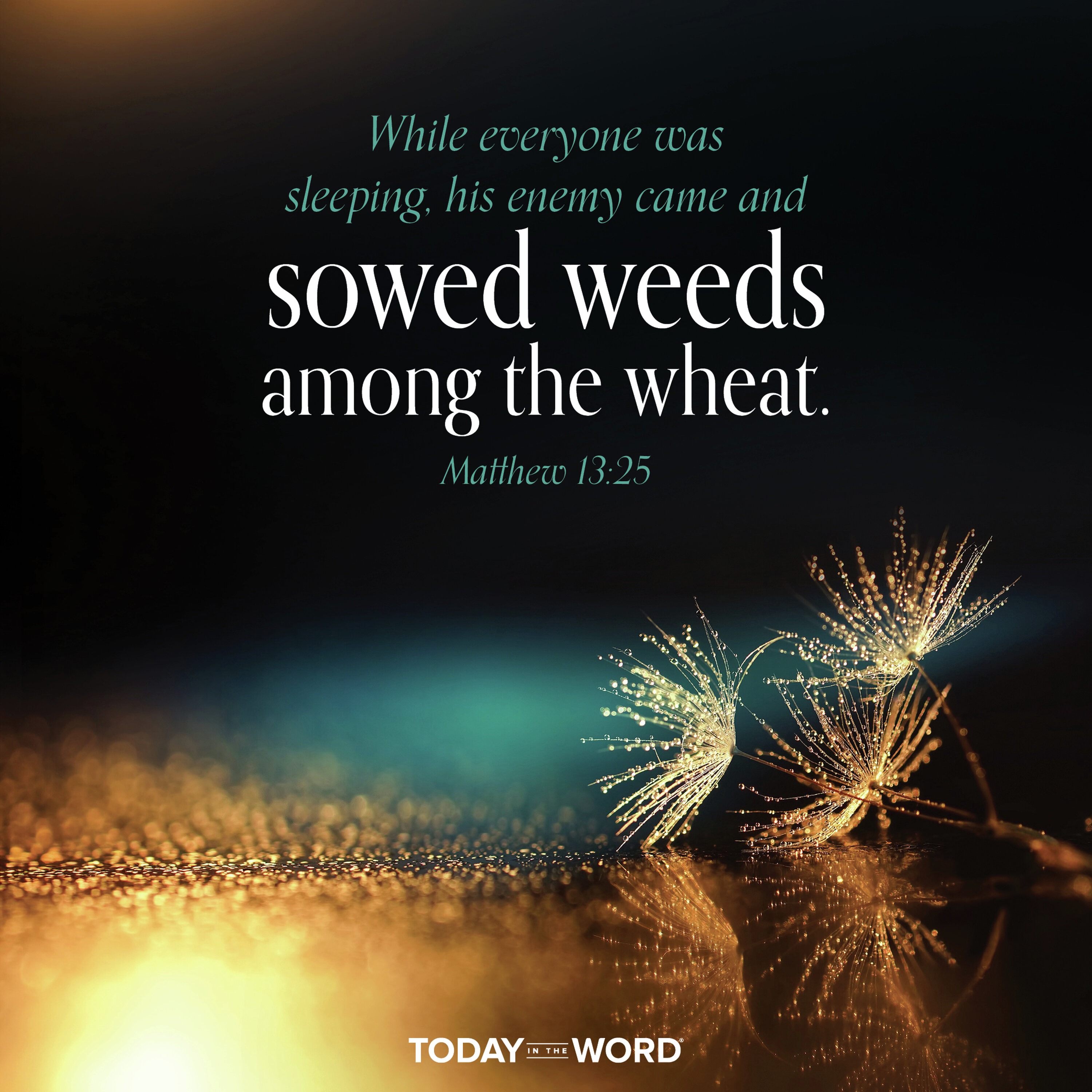Wheat and Weeds
