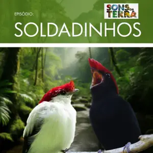 Você já ouviu falar nos soldadinhos da natureza?
