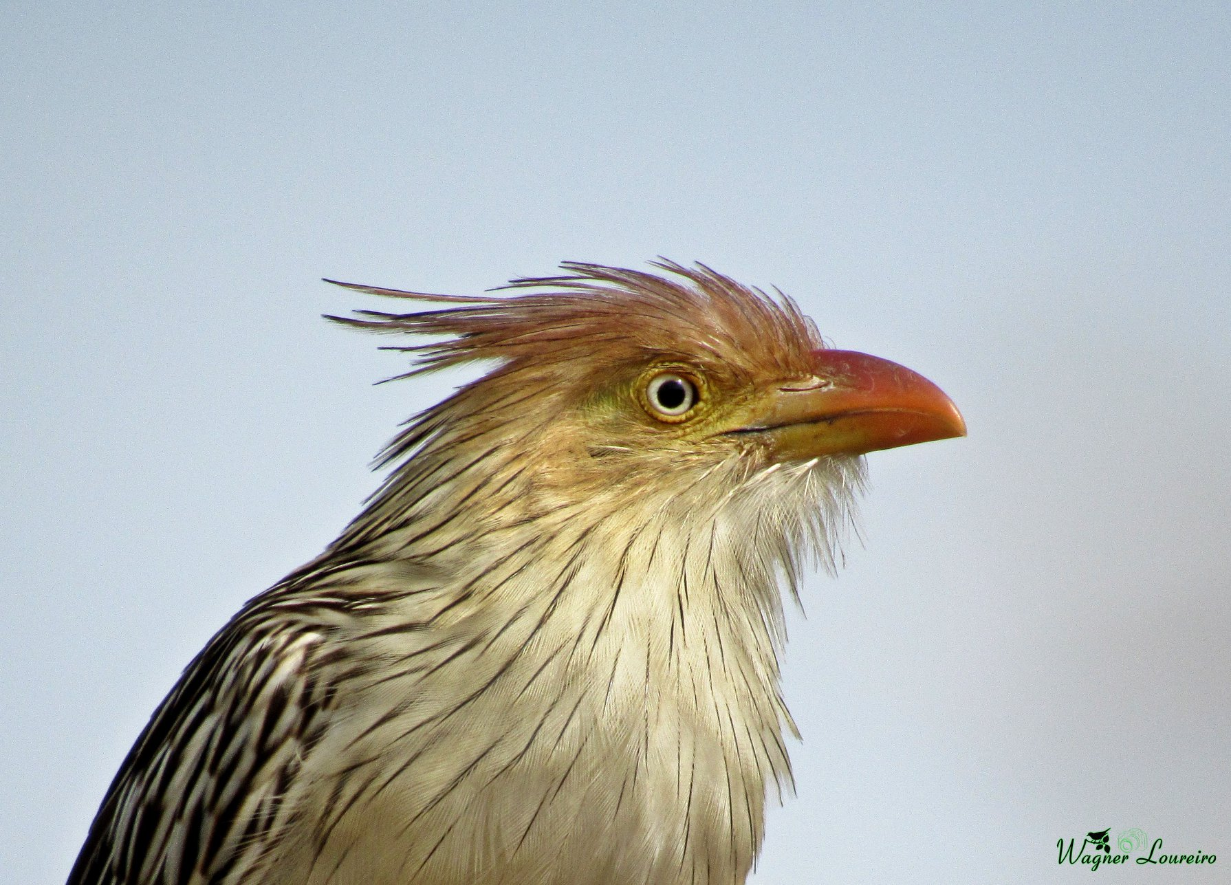 A voz das áreas rurais