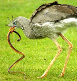 Seriema (ou Siriema), uma ave exótica e responsável pelo controle de serpentes nas plantações!
