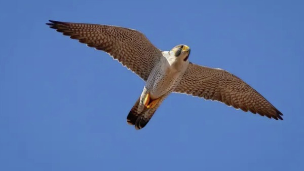 Falcão-peregrino: a ave mais rápida do mundo