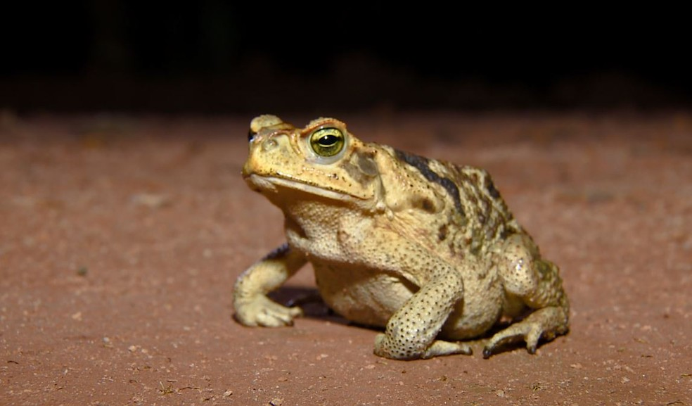 A sinfonia dos sapos, rãs e pererecas