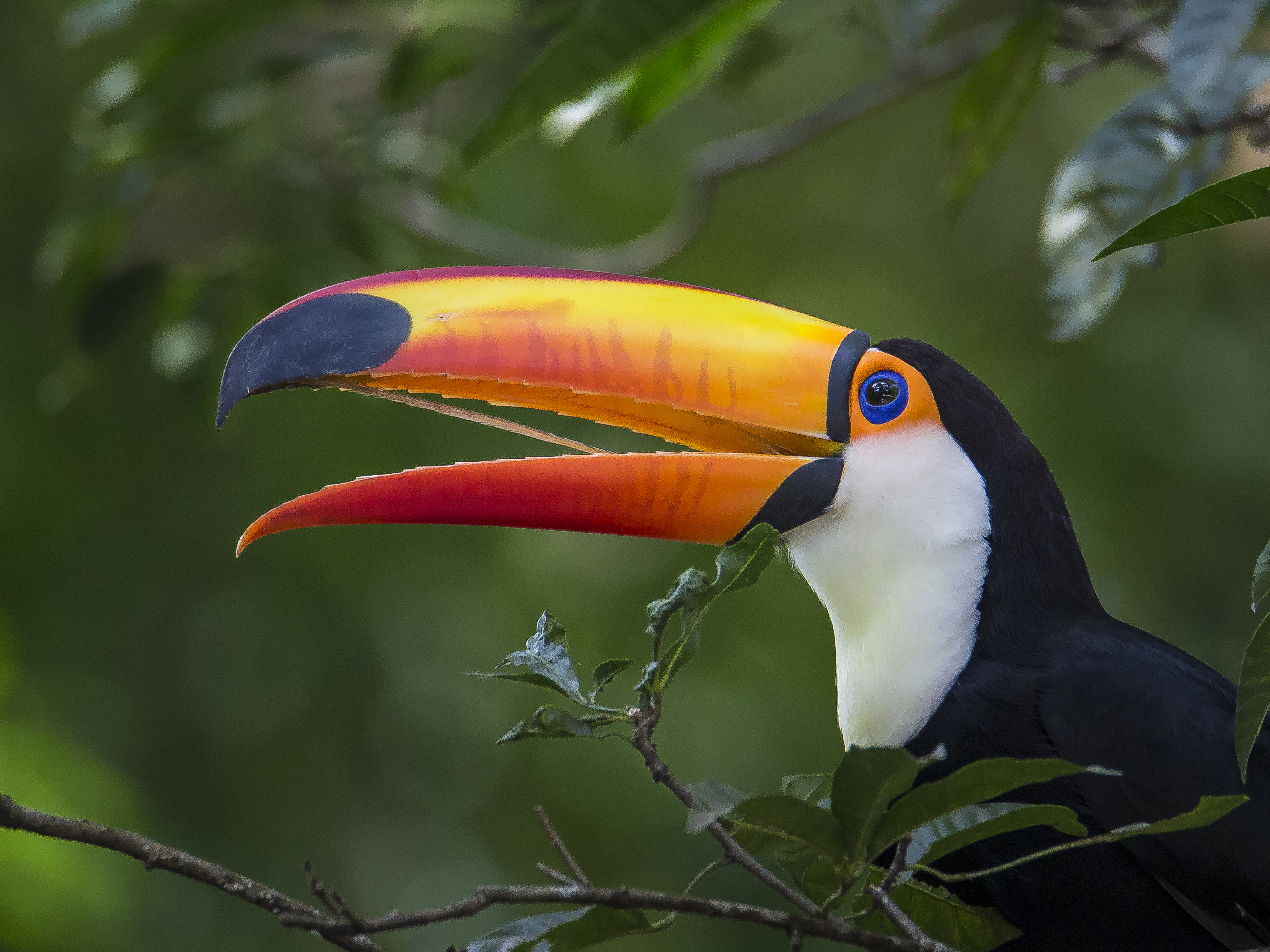 A expansão dos tucanos