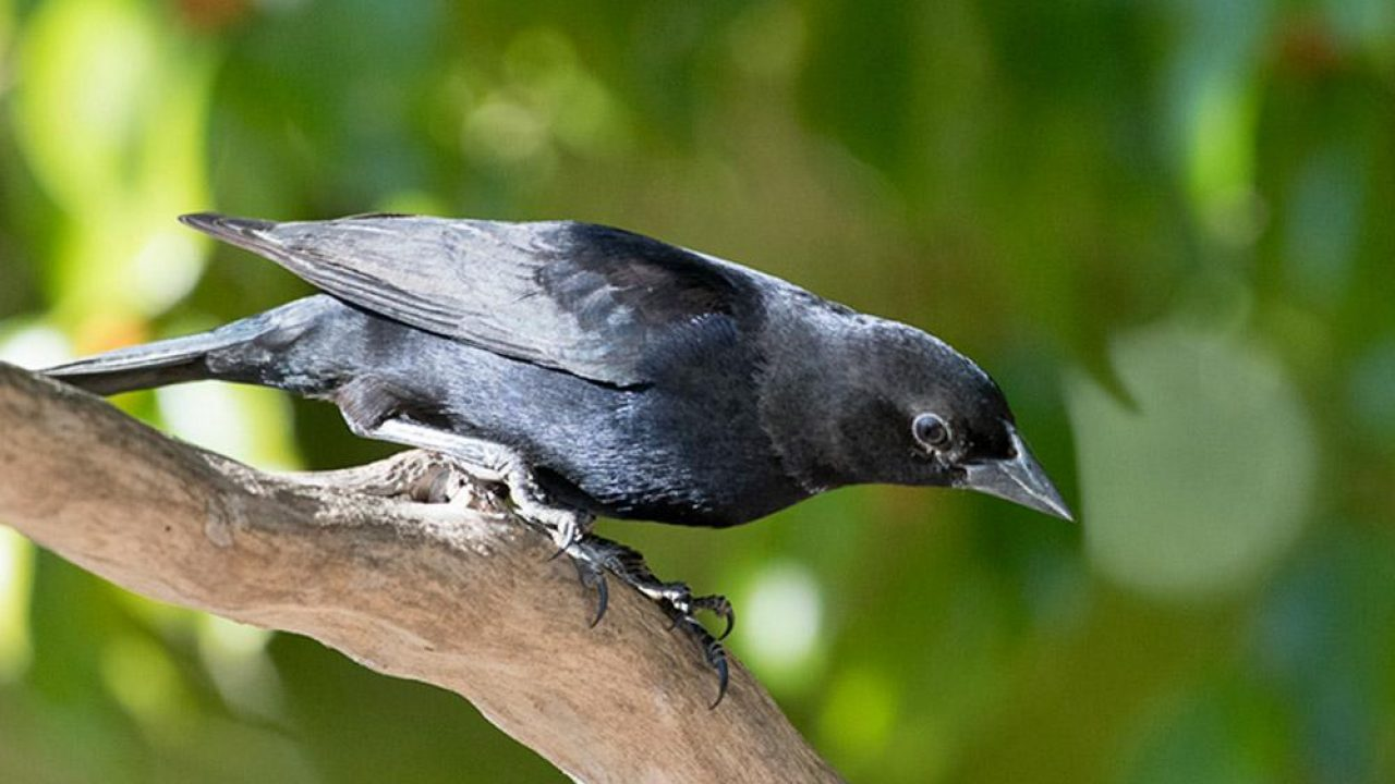 Você sabia que as aves têm uma 'assinatura' nas vocalizações?
