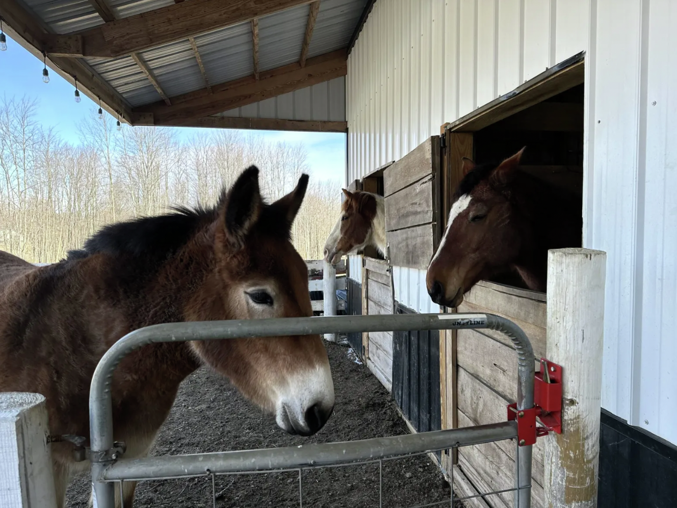 Healing Through Horses: The Story of Rosi C. Ranch