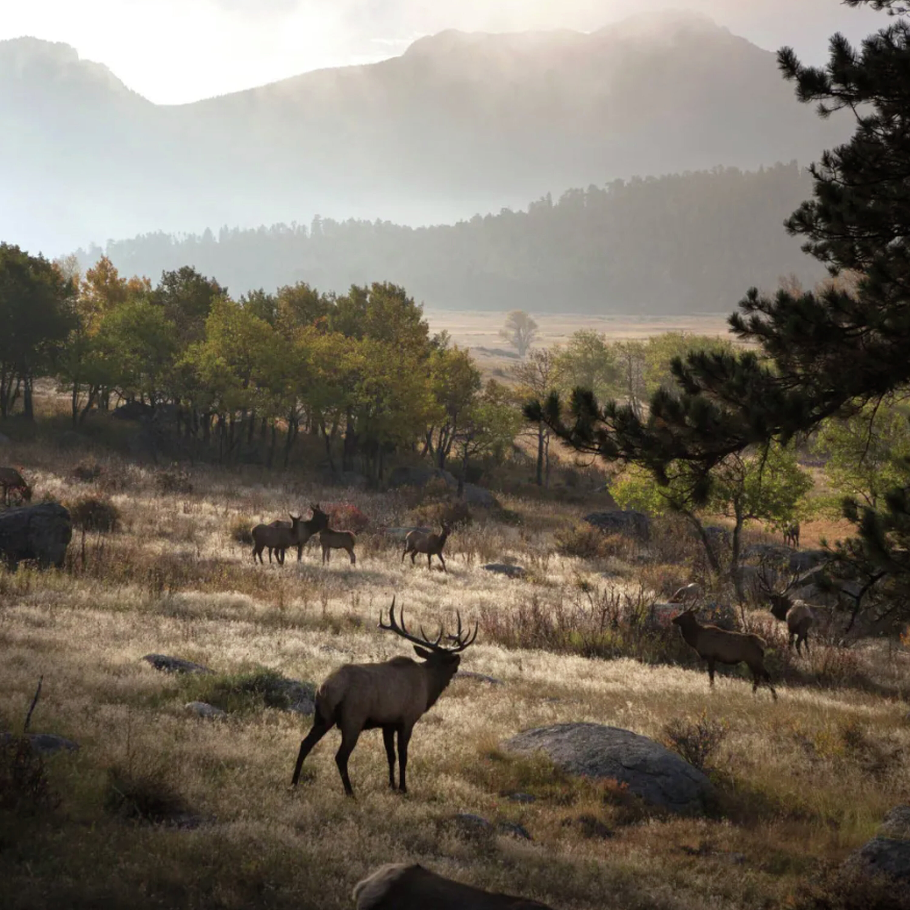 Colorado Parks and Wildlife commission setback episode artwork