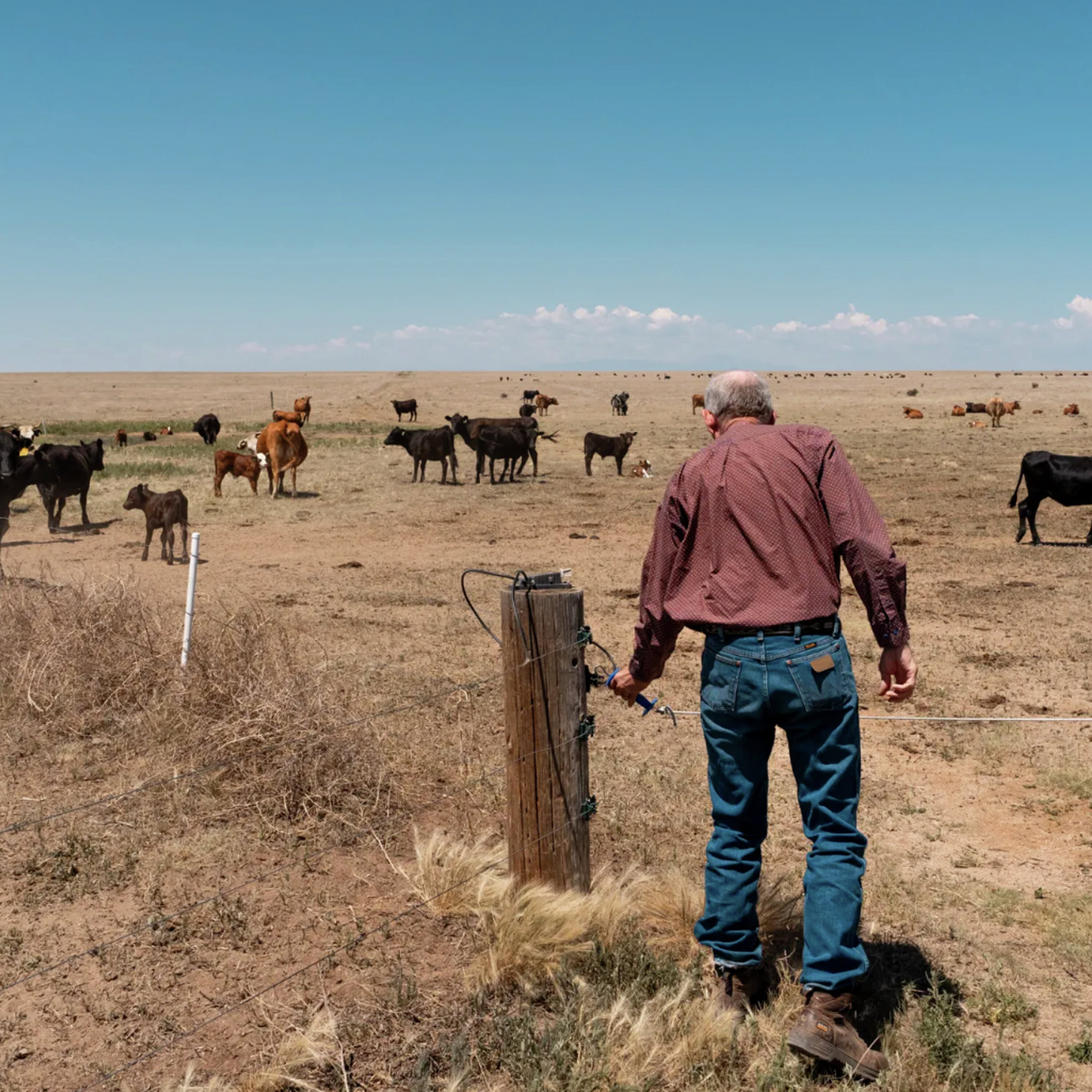 Beef might be what’s for dinner, but it’s gonna cost Coloradans more episode artwork