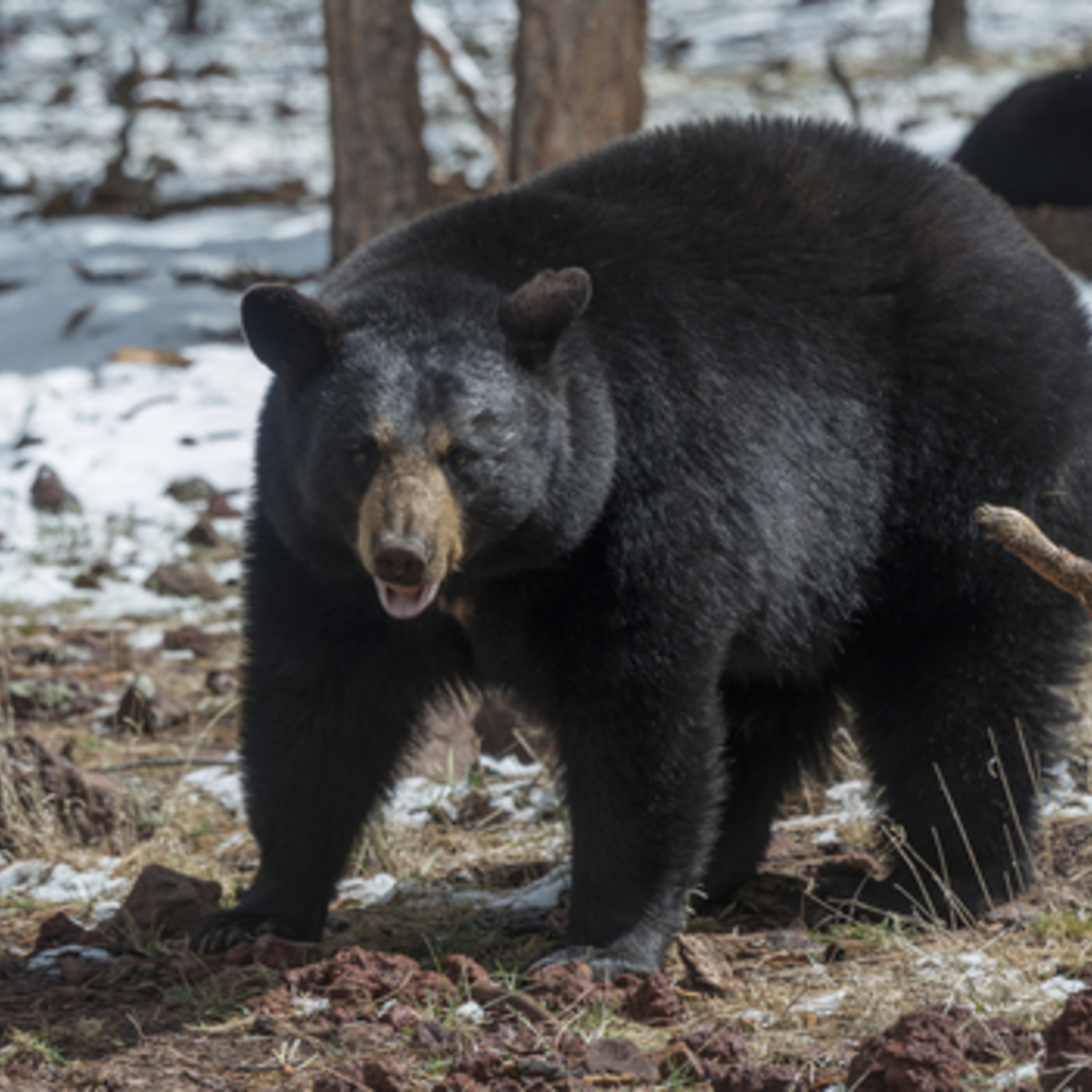 Episode 27- Should you be scared of the big bad bear?