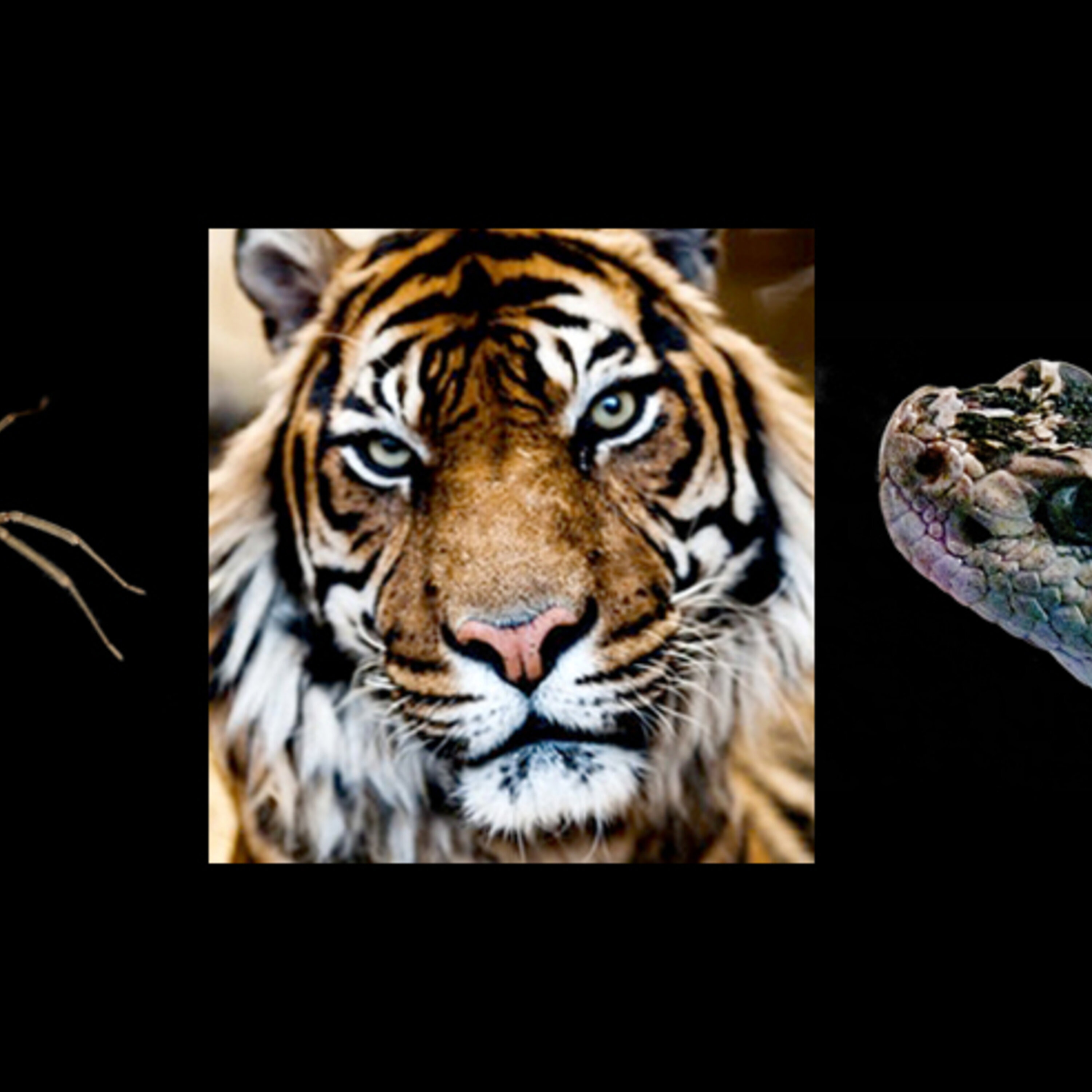Scars To Prove It: Living Through Animal Attacks