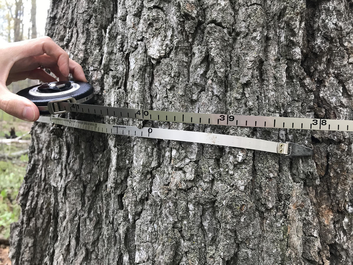 Episode 156: The Confusing Tangle of Immigration Law; Hunting for Old Growth Forests