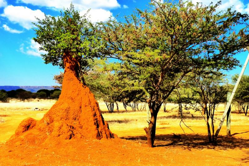 The Wonder Of Termites (Yep, That's What I Said)