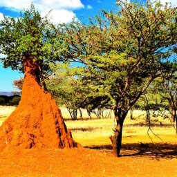 The Wonder Of Termites (Yep, That's What I Said)
