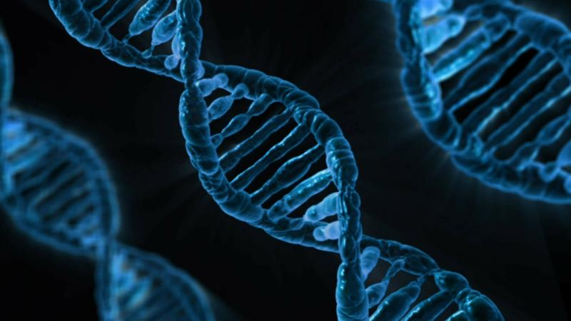 Understanding Hierarchies In Nature And Society