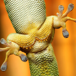 From geckos to gum: The science of stickiness