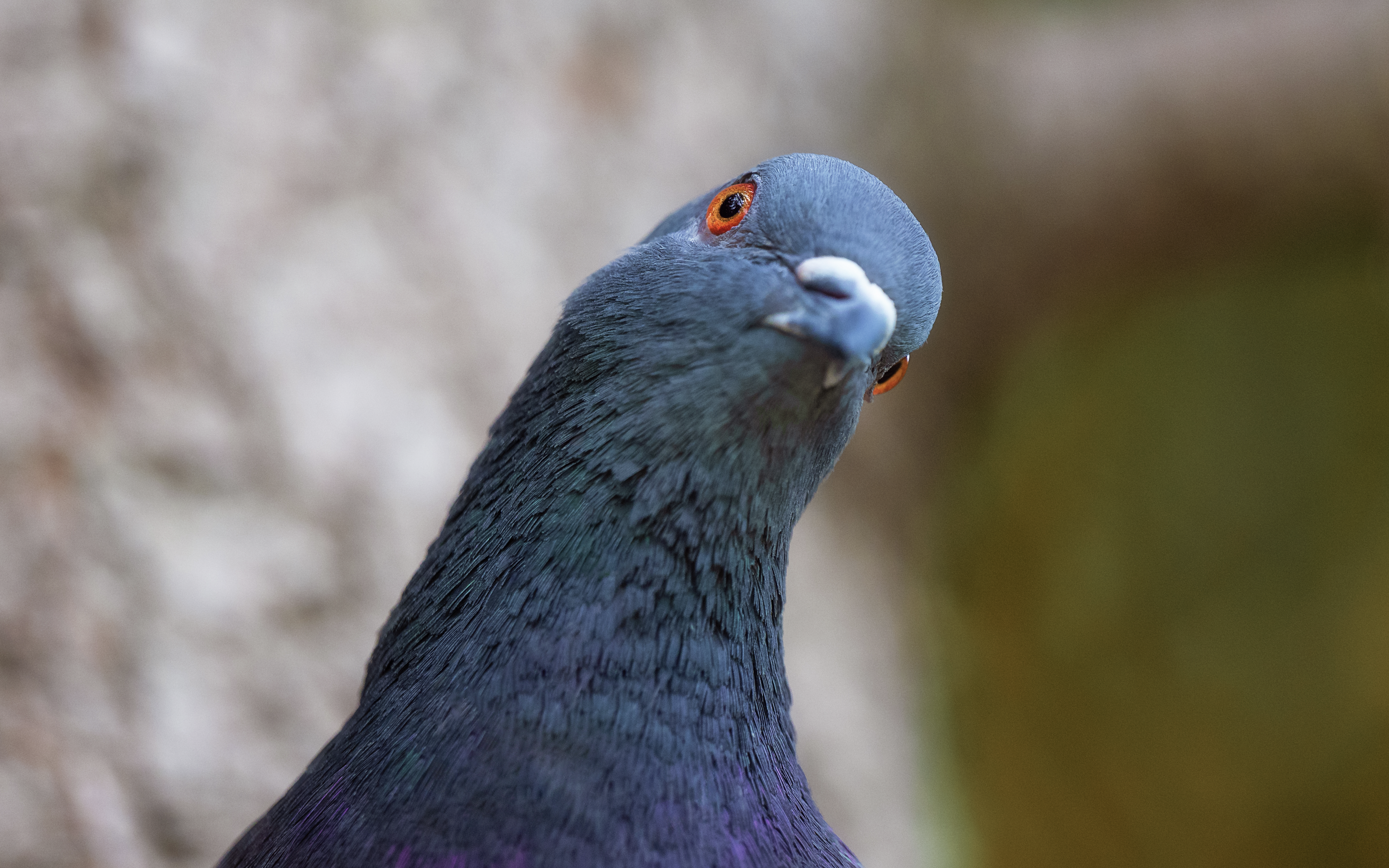 A tribute to the proud and peaceful pigeon