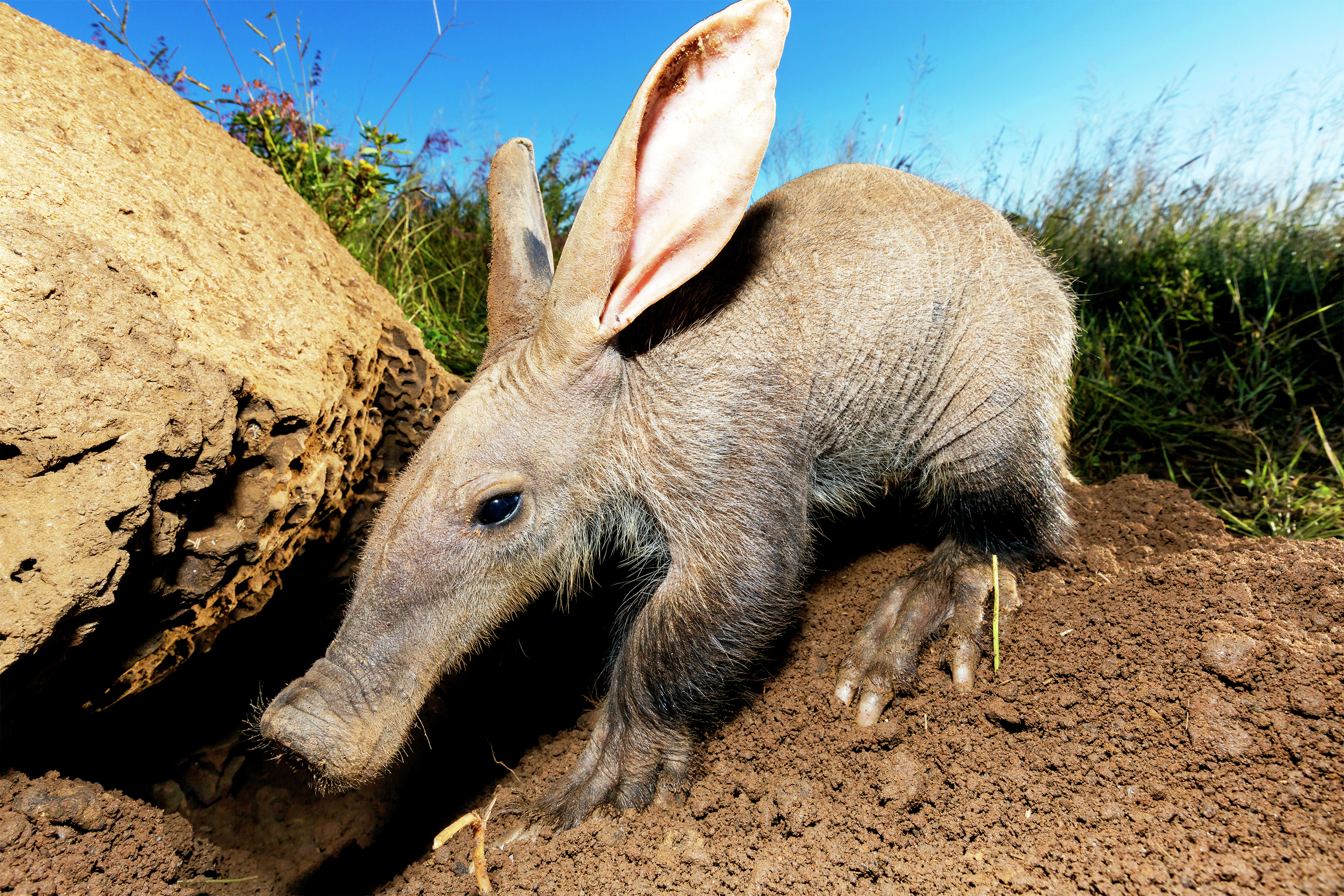 From The Bad Ideas Dept.: Today’s show is not about tapirs
