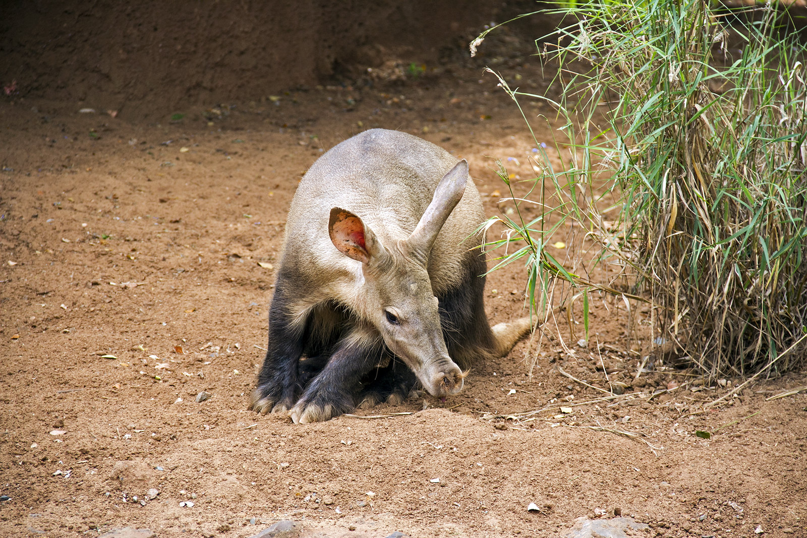 From the Bad Ideas Dept.: Today's Show Is Not About Tapirs