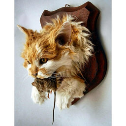 The Fine Art Of Taxidermy
