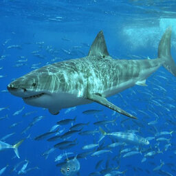 Shark Fever: The Lore Of The Great White