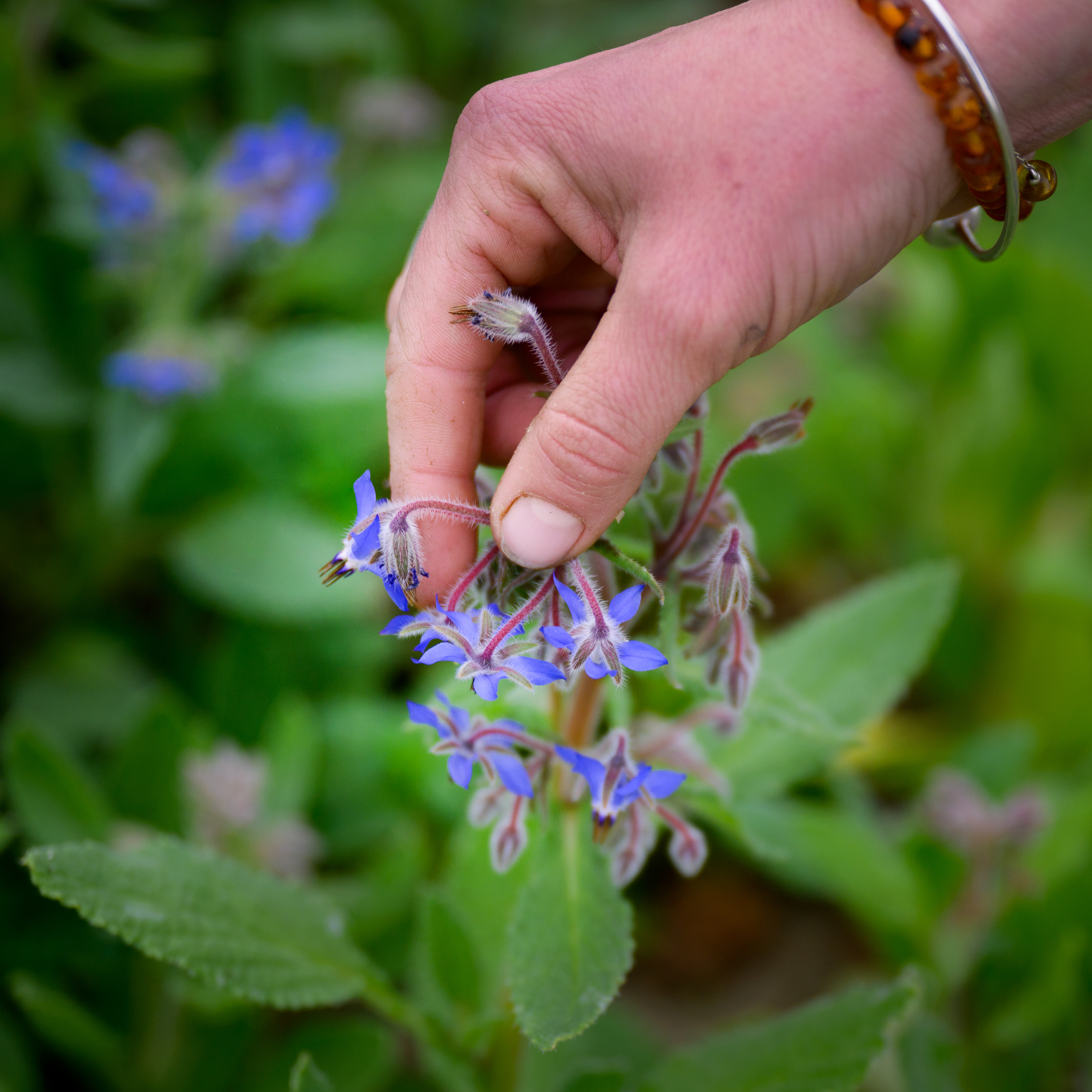 Seasoned celebrates Earth Day with a farmer, cook and beekeeper