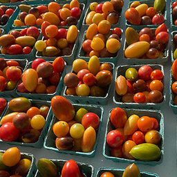 Garden genomes: Can science produce a better tasting tomato? Plus, we visit a local tomato farm