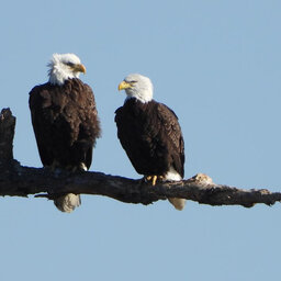 Best Of 2019: Back From The Brink Of Extinction, Bald Eagles Command The Connecticut River