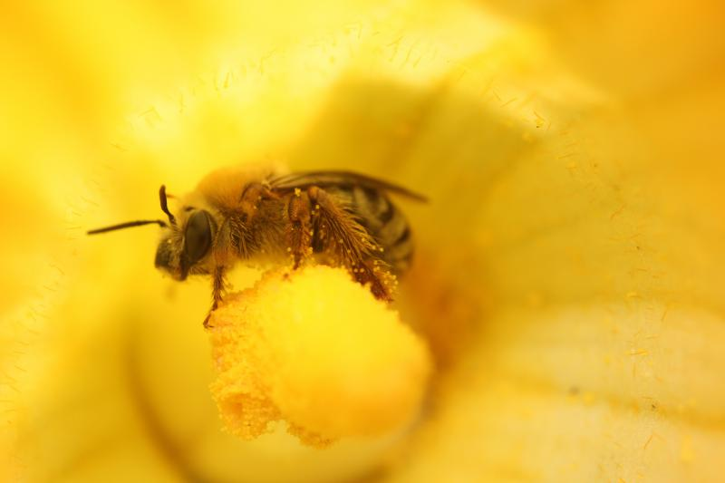 This Might Sting A Little, But Native Bees Are In Trouble
