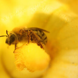 This Might Sting A Little, But Native Bees Are In Trouble
