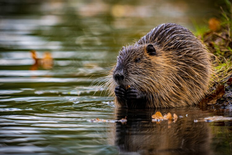 'Beaverland' author Leila Philip shares the wonders of this unusual rodent