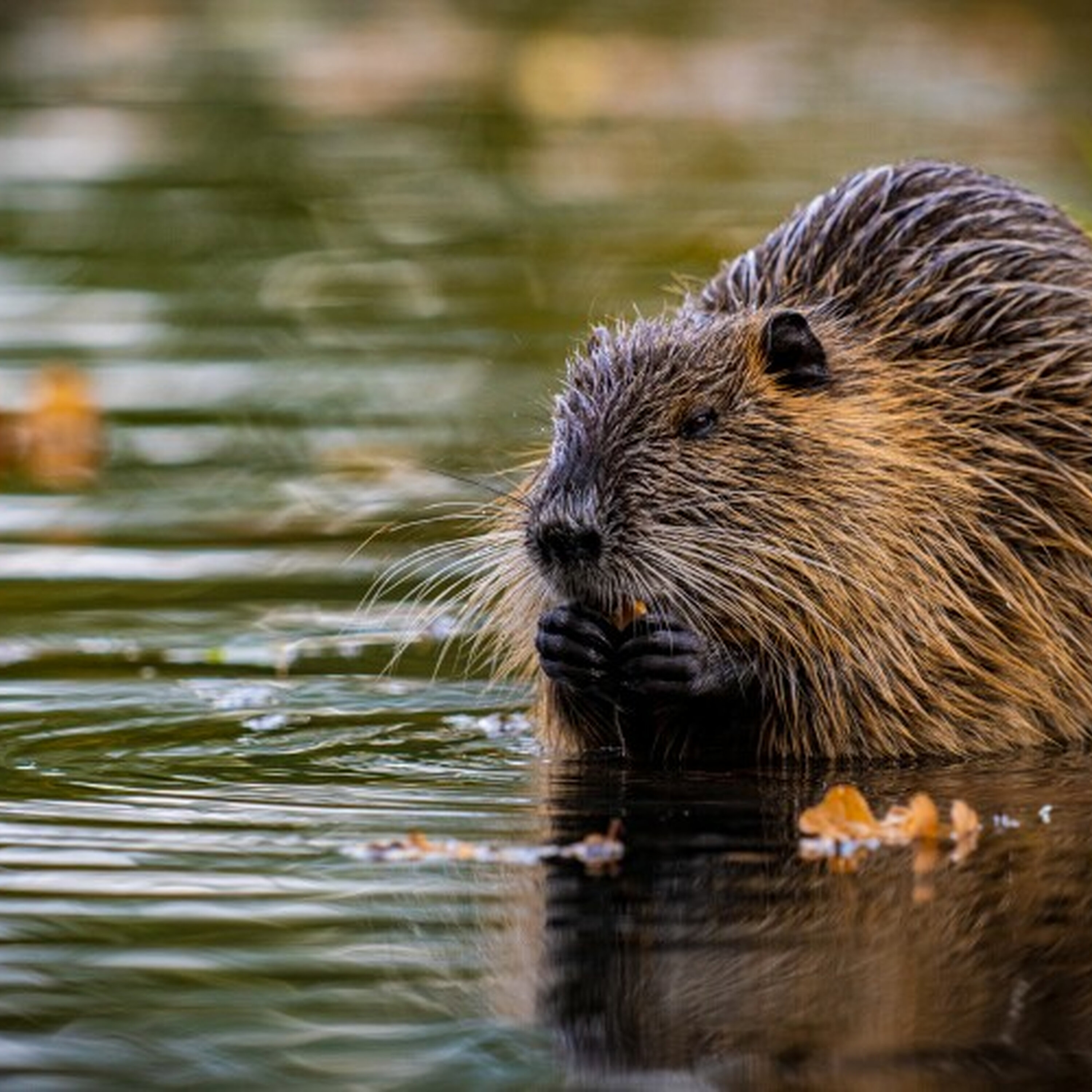 'Beaverland' author Leila Philip shares the wonders of this unusual rodent