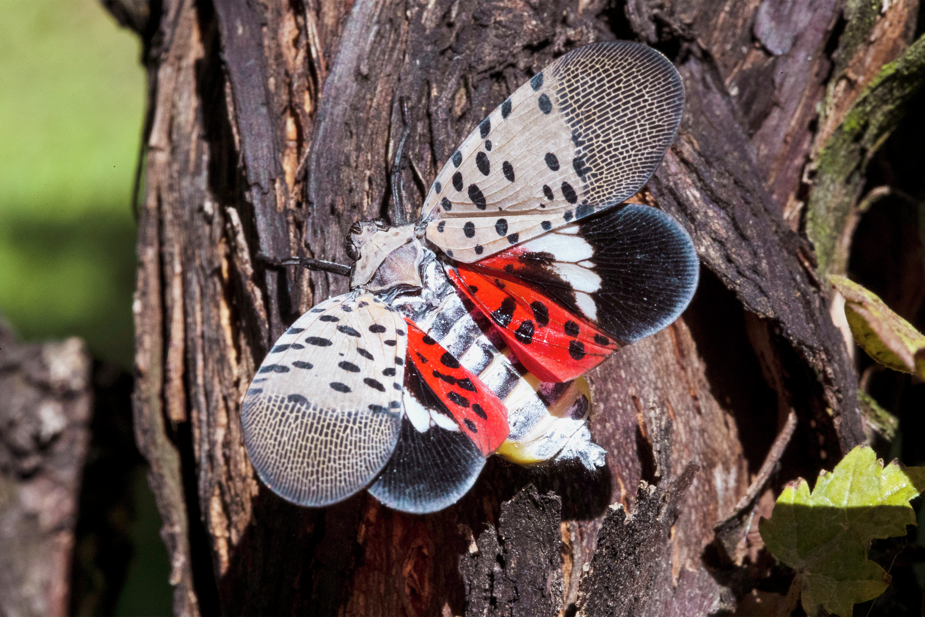 Lanternflies, clean energy, and climate grief – what experts want you to know