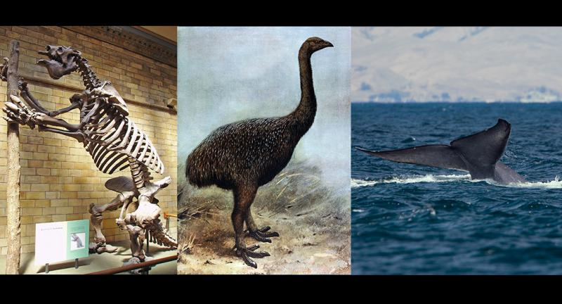 This Giant Animal Show Is Going To Be... Huge!