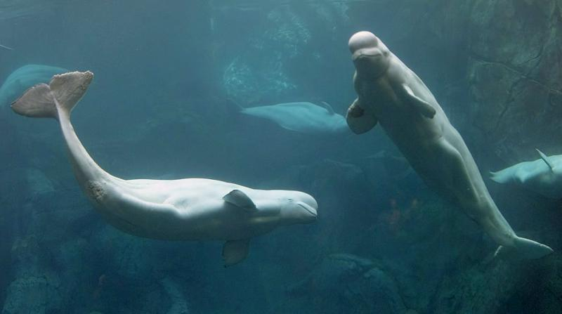 Critics Question Bringing More Belugas To Mystic Aquarium