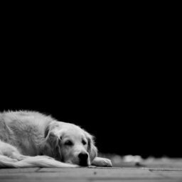 The Emotional Impact Of Losing A Pet