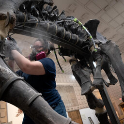 150 Million Years After Death, A Brontosaurus To Get Posture Fixed At Peabody Museum