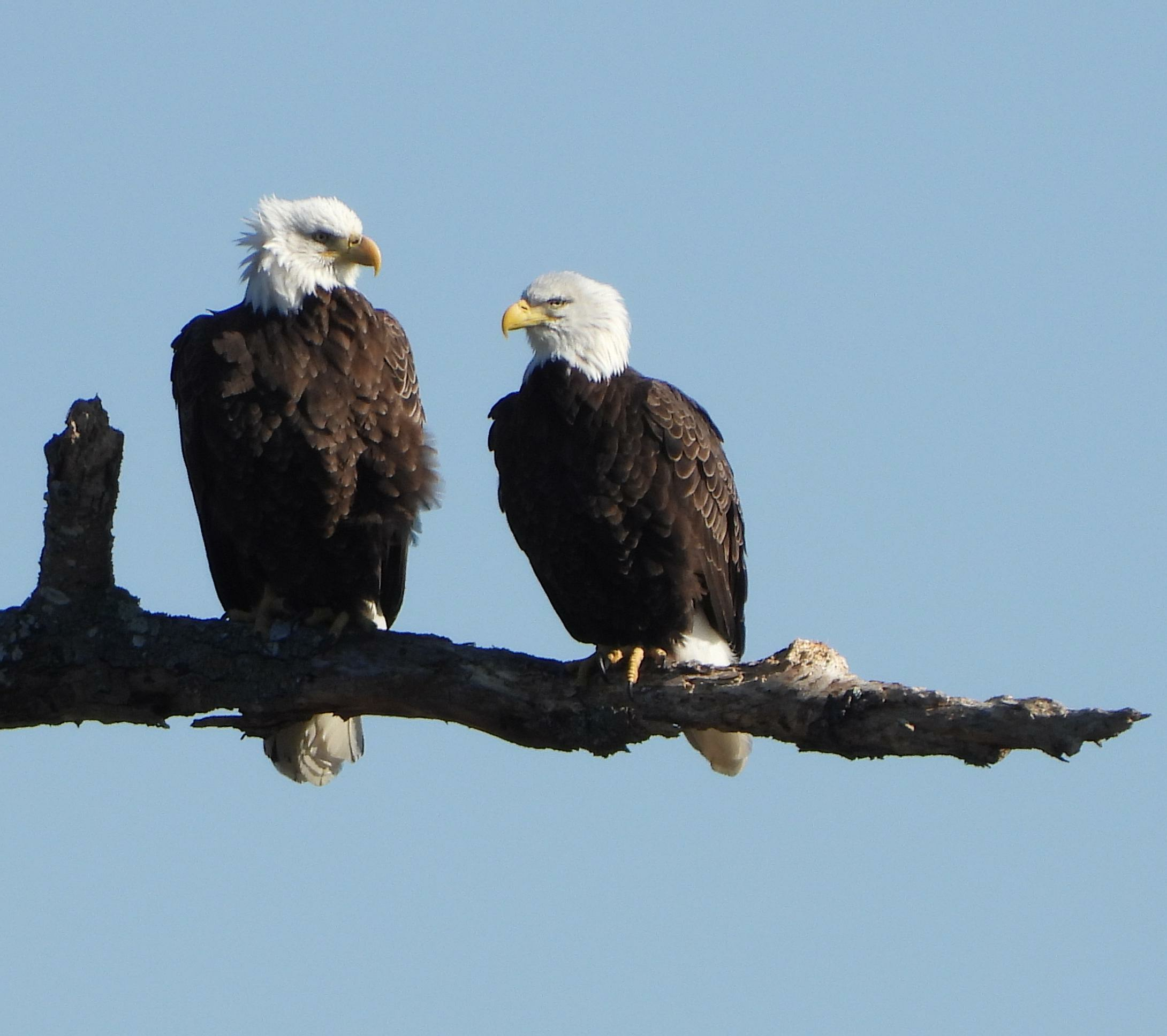 Back From The Brink Of Extinction, Bald Eagles Command The Connecticut River