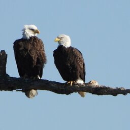 Back From The Brink Of Extinction, Bald Eagles Command The Connecticut River