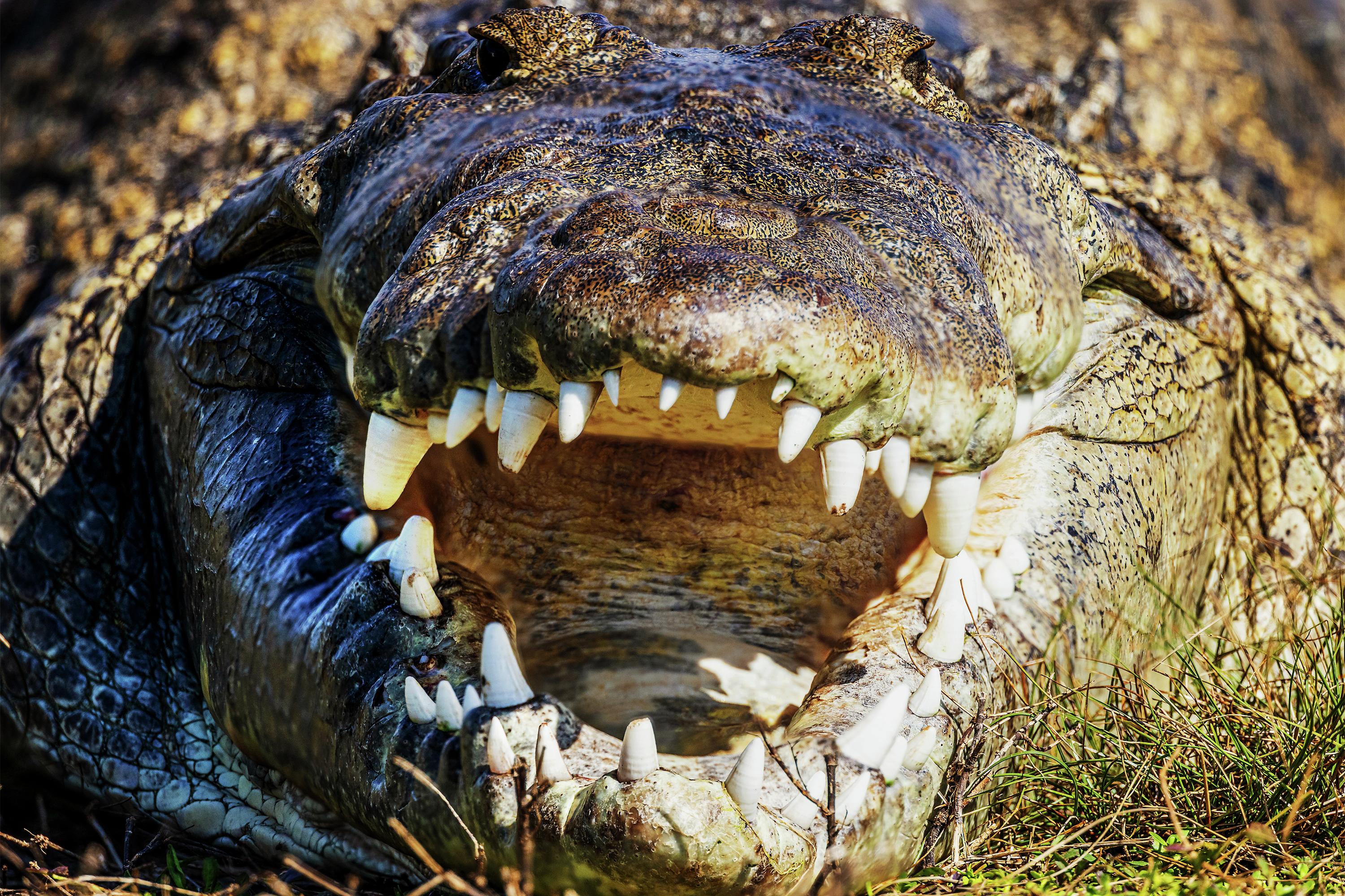 Adults are fighting tooth and nail against going to the dentist: Here's why